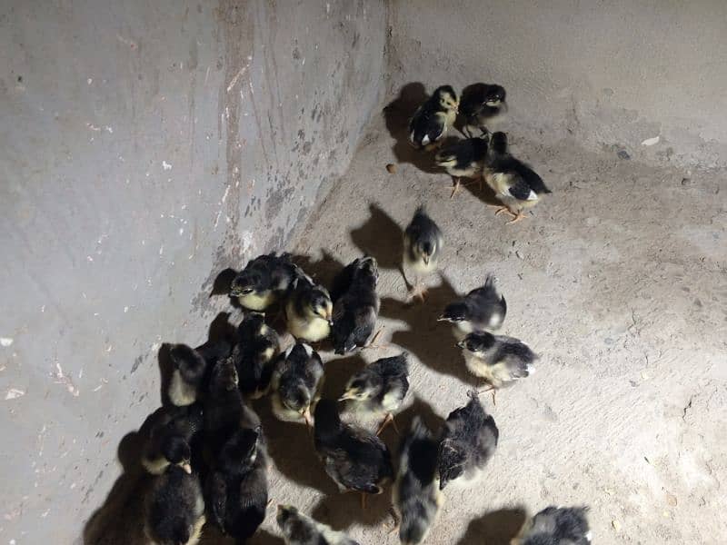 Australorp chicks for sale 0