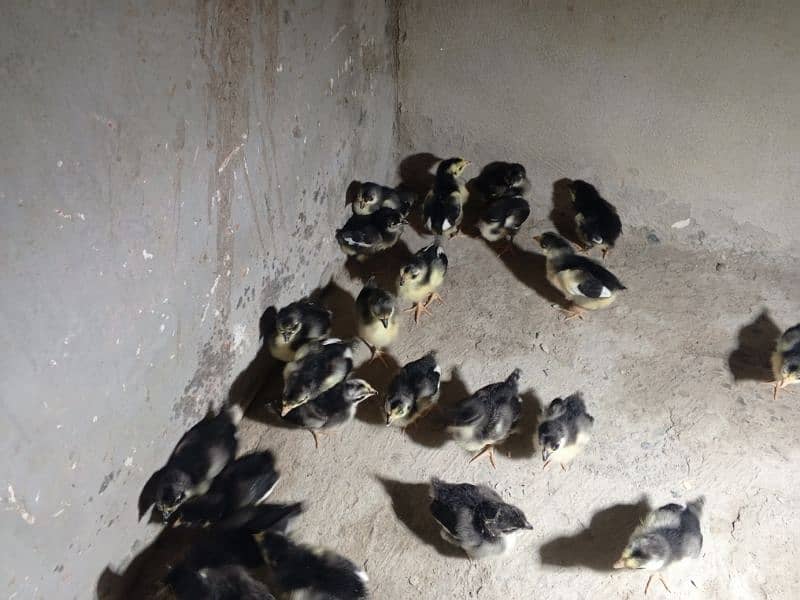 Australorp chicks for sale 1