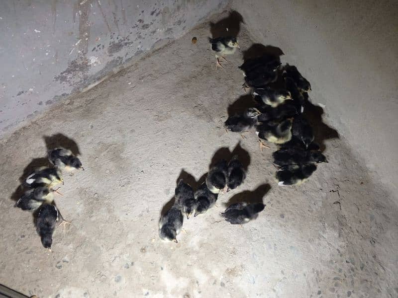 Australorp chicks for sale 2