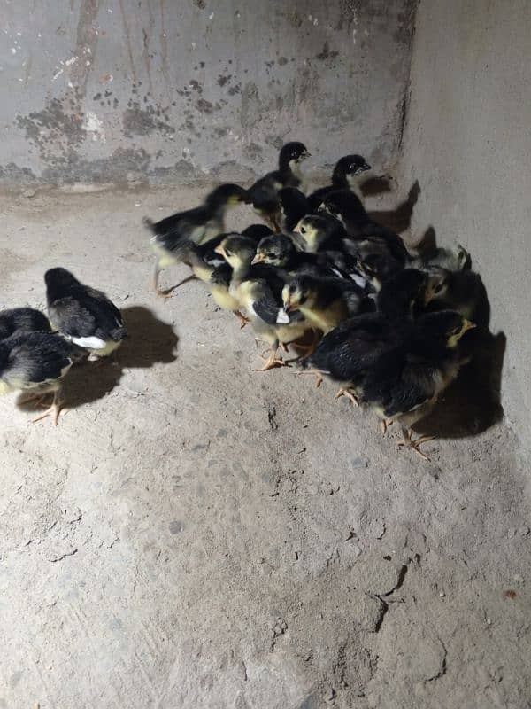 Australorp chicks for sale 3