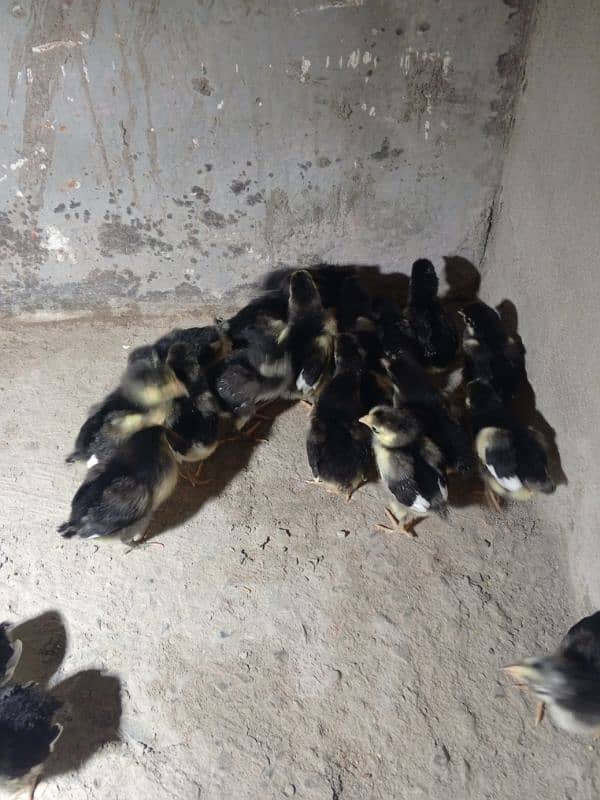 Australorp chicks for sale 4