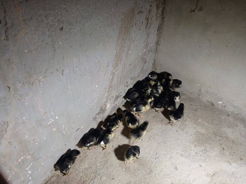 Australorp chicks for sale 5