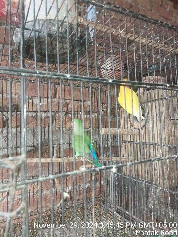 love Bird 1 jora 3 bacho k st 4500 )Australian tota bledar 300 par pic 0