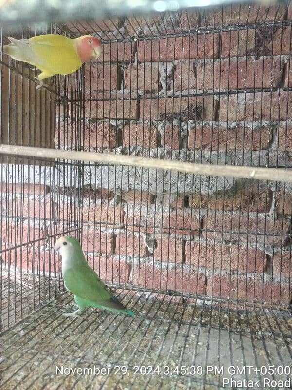 love Bird 1 jora 3 bacho k st 4500 )Australian tota bledar 300 par pic 1