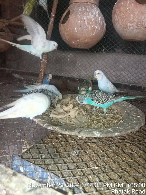 love Bird 1 jora 3 bacho k st 4500 )Australian tota bledar 300 par pic 6