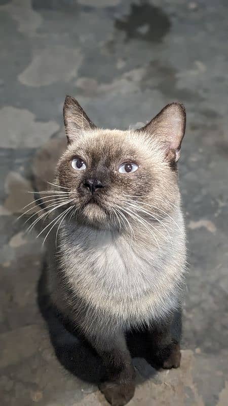 Siamese male cat sky blue eyes 10 months age washroom train 0