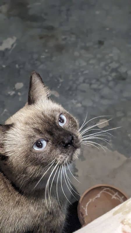 Siamese male cat sky blue eyes 10 months age washroom train 1