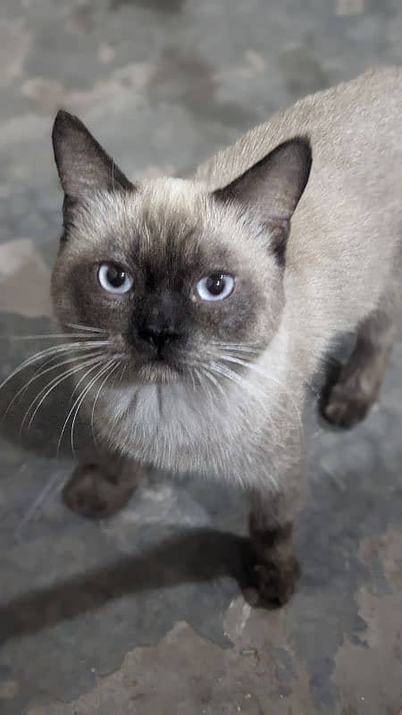 Siamese male cat sky blue eyes 10 months age washroom train 2