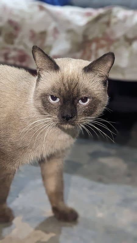 Siamese male cat sky blue eyes 10 months age washroom train 3