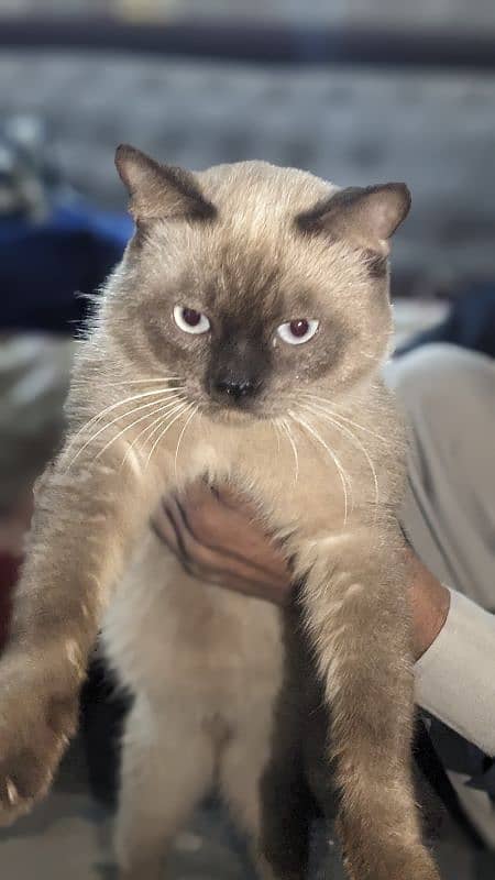 Siamese male cat sky blue eyes 10 months age washroom train 4