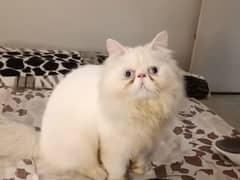 Pure Persian Cat (Peki Bloodline)