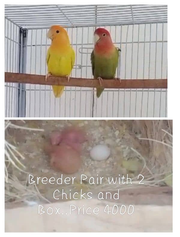 LoveBirds breeder pairs with Chicks 0