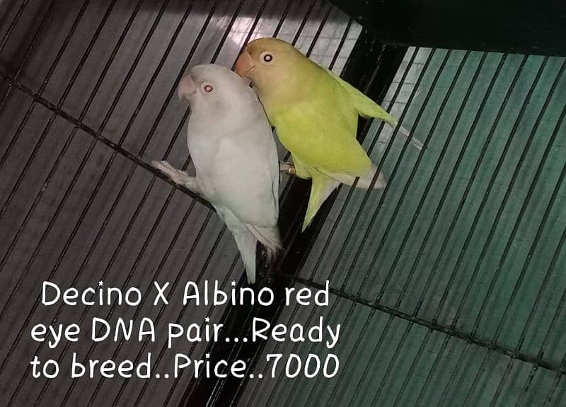 LoveBirds breeder pairs with Chicks 3