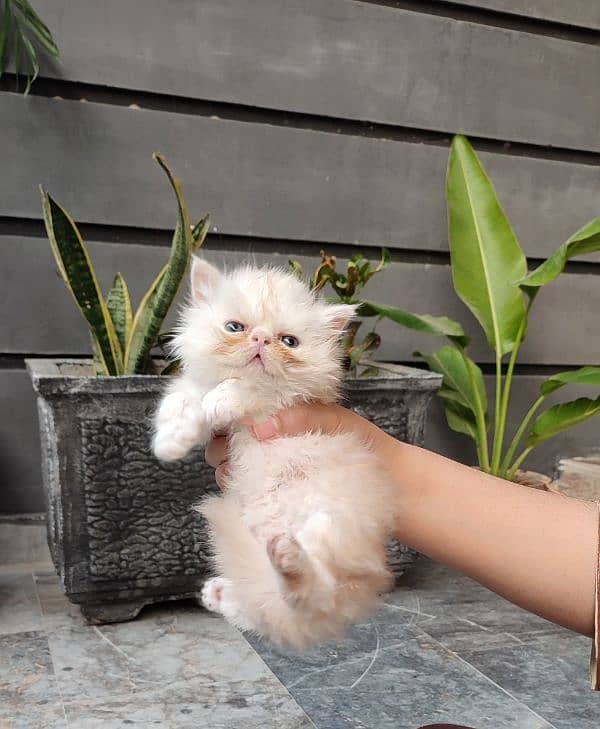 Pure peki Persian kittens 1