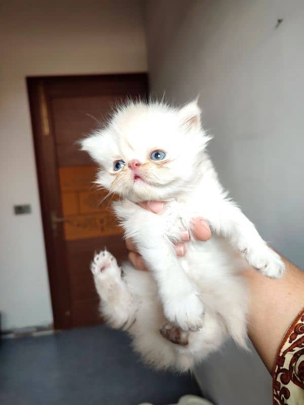 Pure peki Persian kittens 2