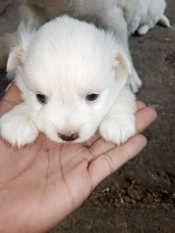 Russian puppy 6