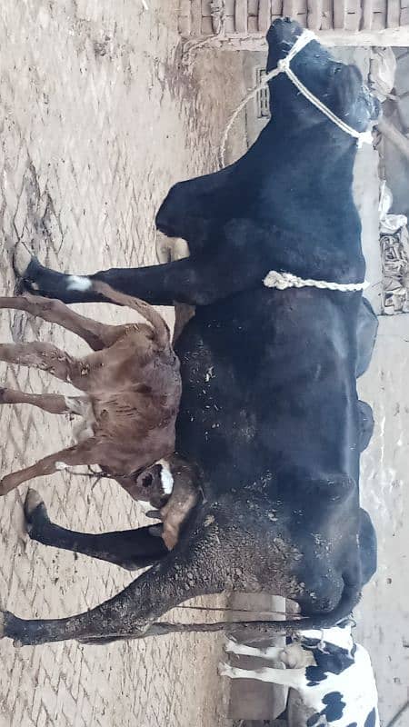 Taza soi corss cow for sale 0