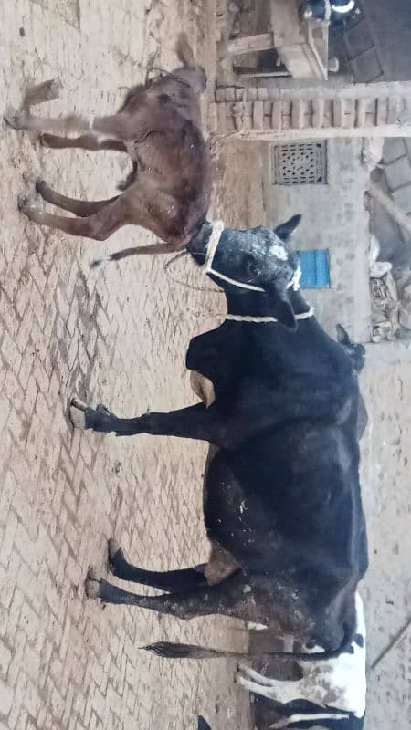 Taza soi corss cow for sale 4