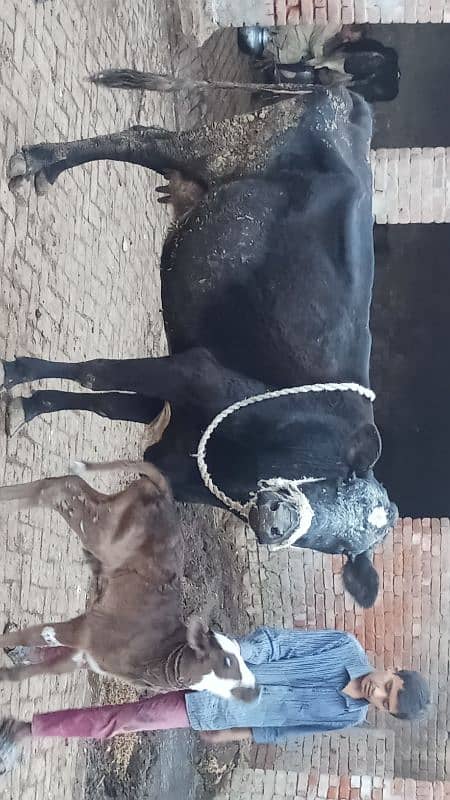 Taza soi corss cow for sale 5