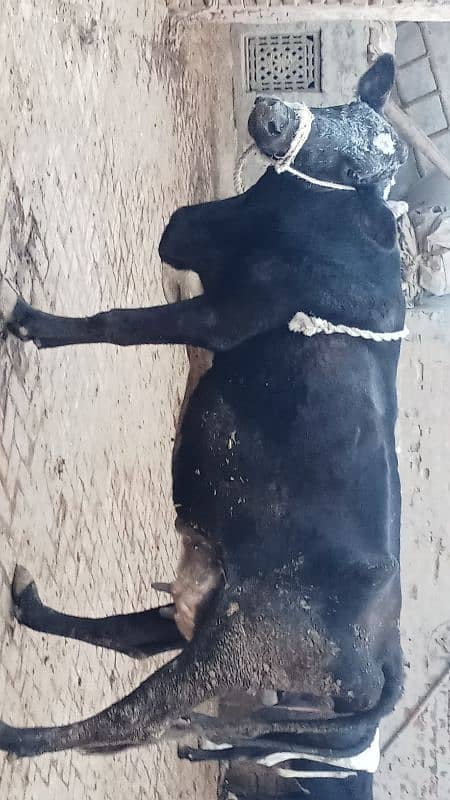 Taza soi corss cow for sale 6