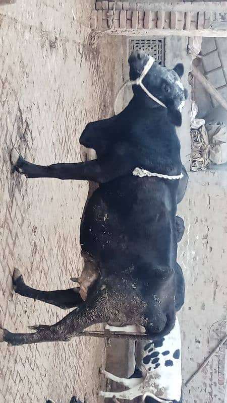 Taza soi corss cow for sale 7