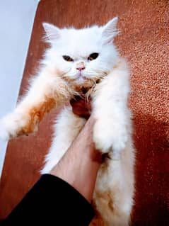 Persian doll face female breeder cat 2 years age