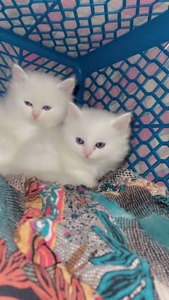 persian kittens