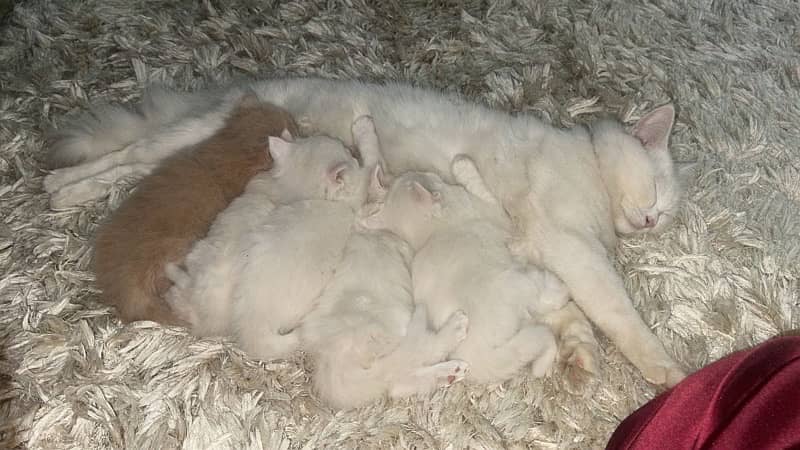 persian kittens 1