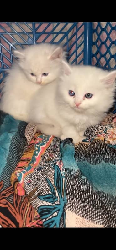 persian kittens 2