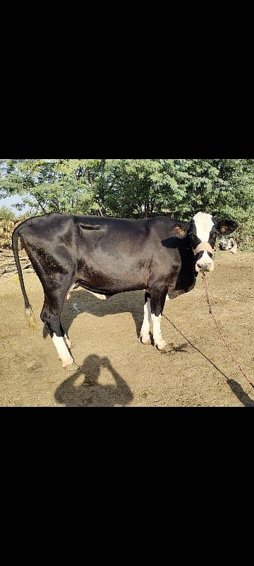 pure American Friesian cow for sale 0