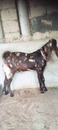 bakra