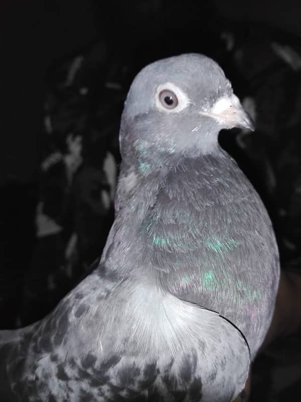 fancy/ tumbler pigeon 1