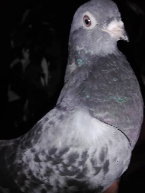 fancy/ tumbler pigeon 5