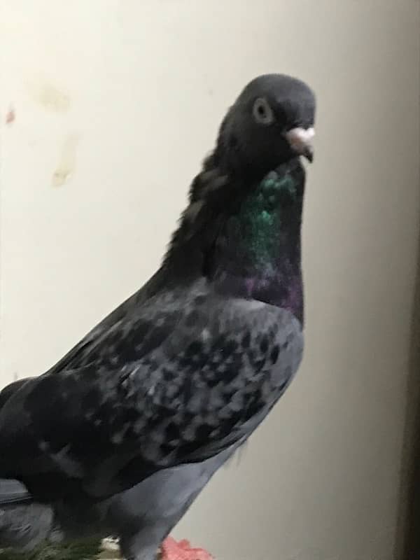 fancy/ tumbler pigeon 14