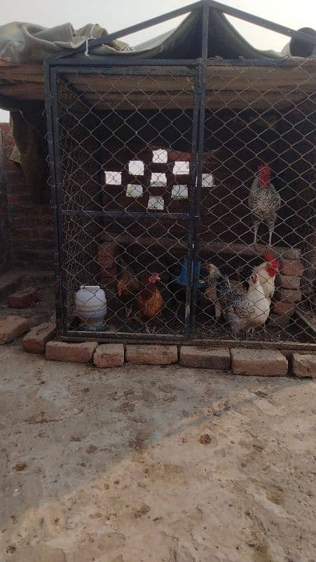 hen cage 1