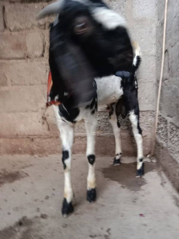 pur punjab breeder bakra 1