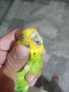 budgies parrot