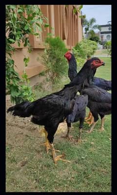 O king shamo black  male females for sale