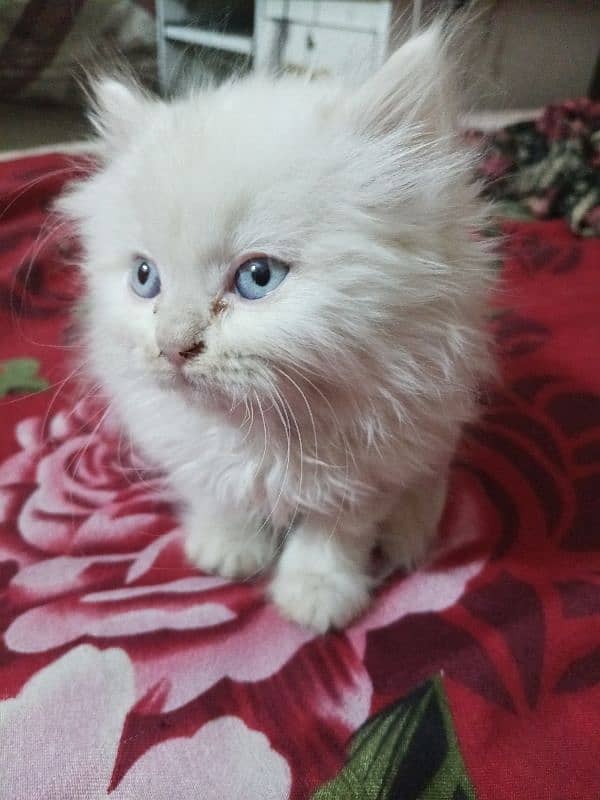 Persian Kitten for Sale Male Cat 0