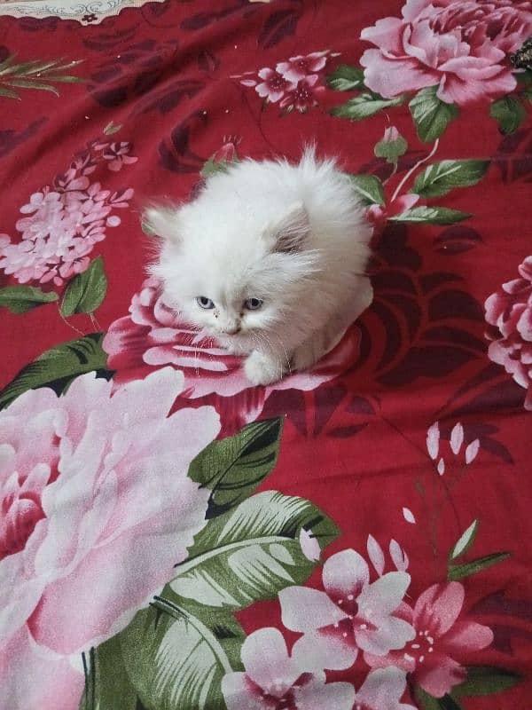 Persian Kitten for Sale Male Cat 1