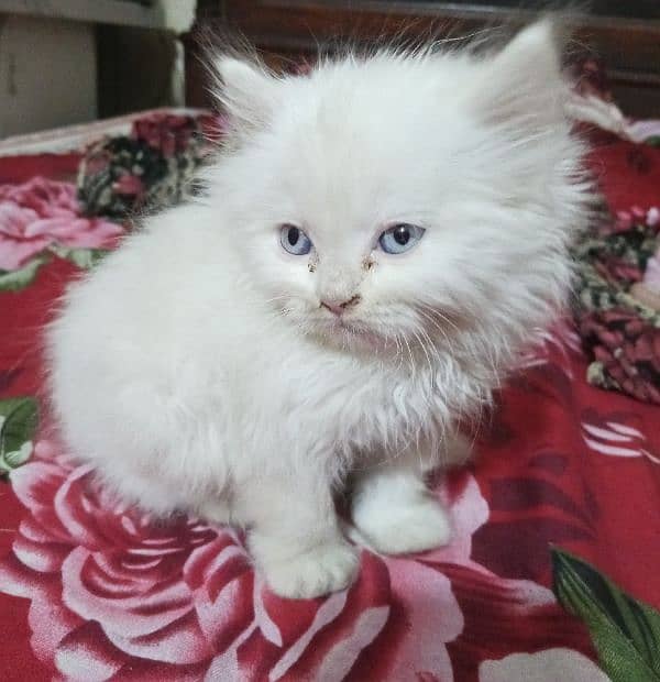 Persian Kitten for Sale Male Cat 2