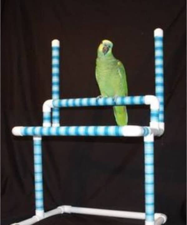 Bird stand, Stand for parrots 1