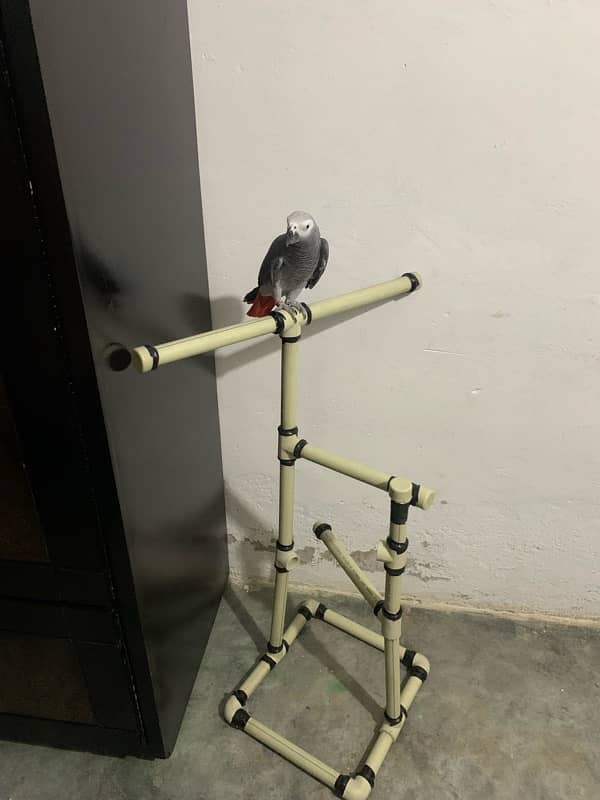 Bird stand, Stand for parrots 2