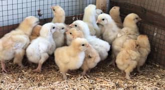 golden and white heavy buff chicks