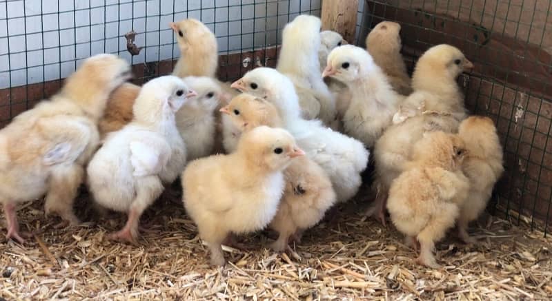 golden and white heavy buff chicks 0