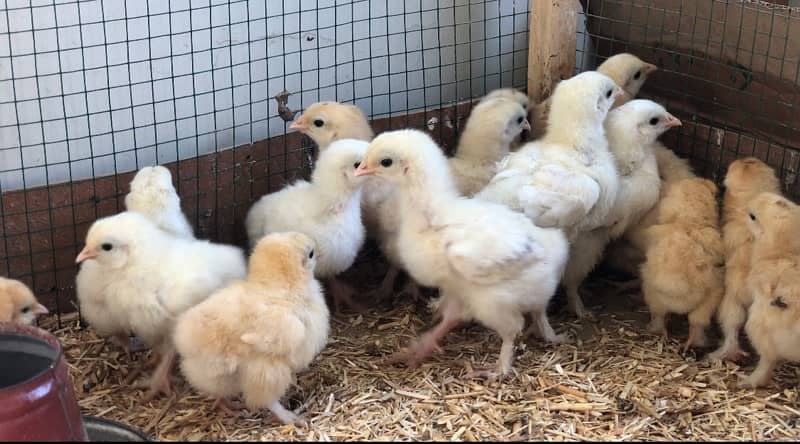 golden and white heavy buff chicks 1