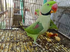 Raw Talking Parrot For Sale