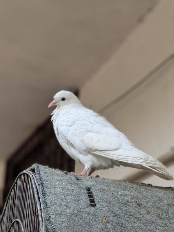 3 pigeons, one baby and one pair 0