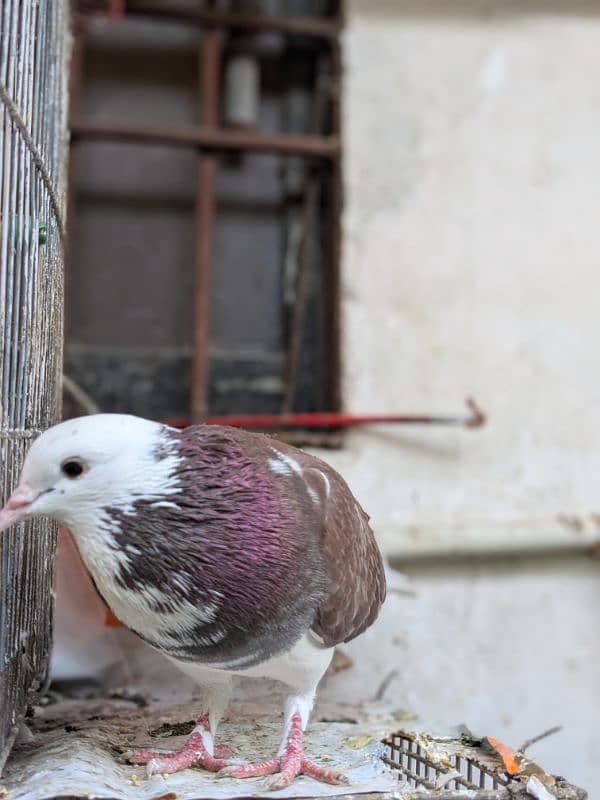 3 pigeons, one baby and one pair 1