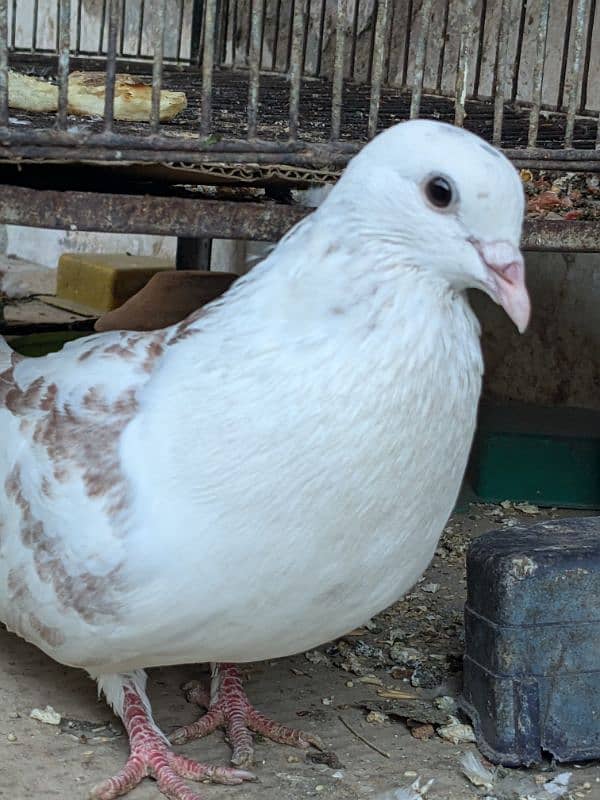 3 pigeons, one baby and one pair 2